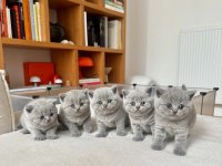 BRİTİSH SHORTHAİR YAVRU KEDİLERİMİZ