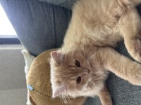 British longhair yavruma yeni yuva arıyorum