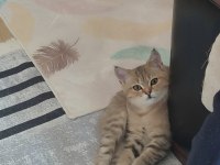 Biritish kedi