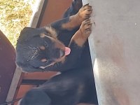 Irk garantili rottweiler yavruları