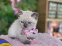 Prenses Kızım Irk Sağlık Garantili British Shorthair