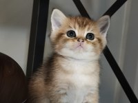 Golden minik british shorthair bebeğim