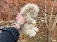 TEDDY LOP tavşanı sütten kesilenler
