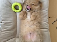 Pomeranian 3 aylık yavru