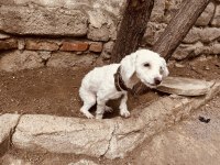 1 yaşında uslu terrier kızımızı sahiplendiriyoruz