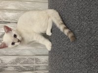 Safkan british longhair dişi yavrusu