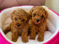 Wc Eğitimli Tüy Dökmeyen Akıllı Poodle Bebeklerim