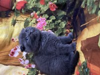 A kalite british shorthair ve scottish fold bebekler