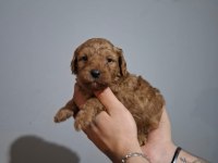 Oyuncaktan farksız poodle
