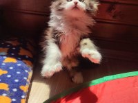 Tüm aşı ve belgeleri eksiksiz şecereli safkan maine coon