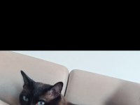 Siyam kedisi 3 yaşında erkek