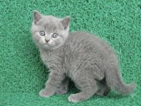 Erkek British Shorthair