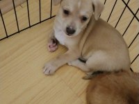 Chihuahua dişi kayseri 2,5 aylık