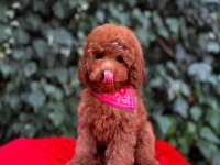 Safkan red brown toy poodle yavrular