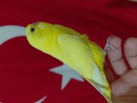 Ele alıştırmalık yavru muhabbet kuşu