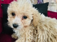 Maltipoo çocuklarıma yuva arıyorum