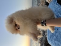 POMERANİAN BOO TEDDY FACE
