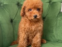 Evimizde Büyüyen Poodle Yavrularımız