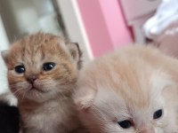 British shorthair tabby