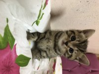 British tiger tabby scottish yavrular