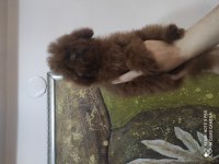 Kore Poodle Bebekleri