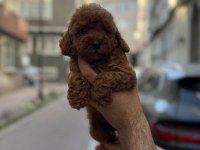 Sağlık Ve Irk Garantili Toy Poodle Köpeği