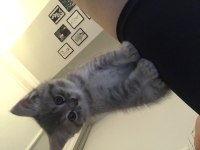 British shorthair 2 aylık erkek