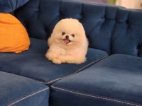 Show Kalite Beyaz Pomeranian Boo Ayı Surat 1 Yaş