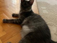 Eş Arama İlanı Maine Coon