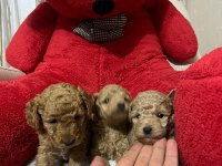 Teacup Toy Poodle