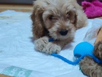 Eğitimli toy poodle