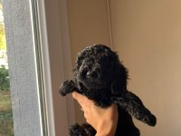Toy poodle yavrularımız