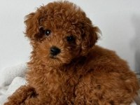 SEVİMLİ TOY POODLE 
