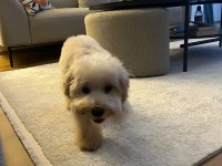 Maltipoo yavrumuza yeni yuva