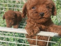 Kore poodle erkek yavru