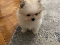 3 aylık erkek yavru pomeranian boo