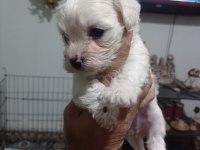 Maltese yavrular
