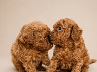 Sevimli Poodle Yavruları