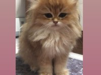 SAFKAN BRİTİSH LONGHAİR SHORTHAİR YAVRULAR