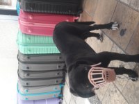 Cane corso cins köpeğimiz