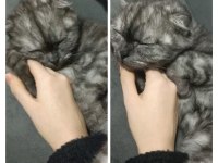 Scottish Fold Kısır Dişi Kedimiz