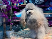 Silver Şecereli Show Kalite 1 Yaş 1700 Gram Kore Poodle