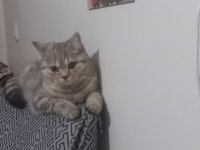 Tarçın 14 aylık kedimiz
