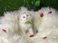 SHOW KALİTE SAFKAN BRİTİSH LONGHAİR YAVRULARIM