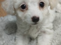0 NUMARA MALTESE TERRİER 2 AYLIK