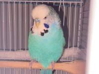 Damızlık muhabbet kuşu jumbo
