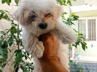 Mükemmel bir maltese yavru