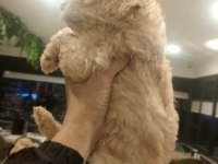 54 günlük dişi Poodle