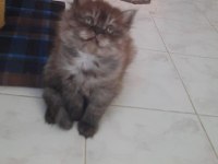 Dişi british Longhair uygun