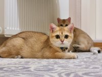 British Shorthair Ny11 Dişi ve Erkek Yavrular